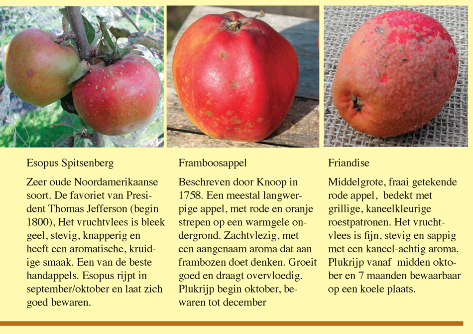 Brochure Fryske Frucht Page 13